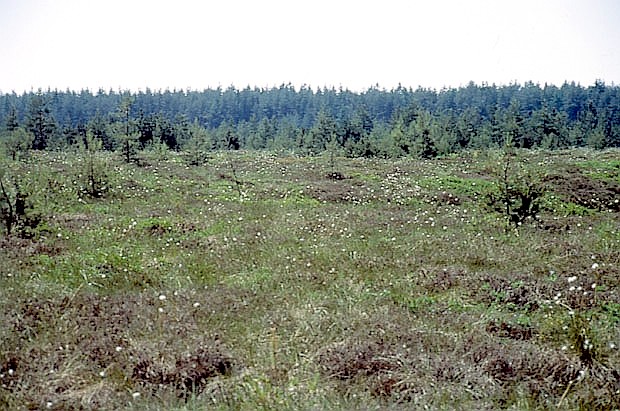 OChK - torfowiska orawskie