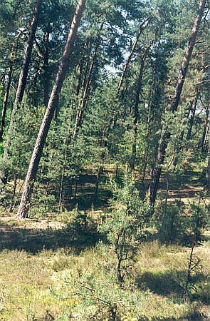 Br sosnowy na wydmie