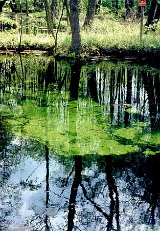 Miejsce wypywu wody z podwodnych rde