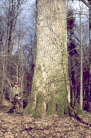 Najgrubszy dąb w Puszczy Białowieskiej