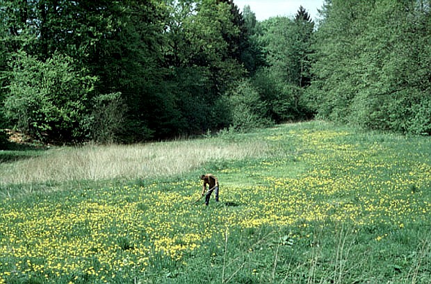 Koszenie k, niezbdne dla ich zachowania w krajobrazie Parku
