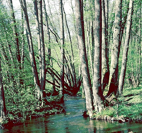 gi olszowe nad Sopic