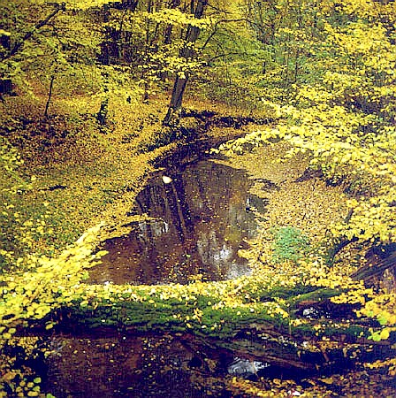 Jesienny krajobraz Puszczy Drawskiej