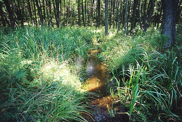 Ols rdliskowy, porastajcy wypywy wd podziemnych