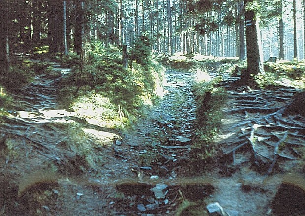 Gorczaski PN - nadmierny ruch turystyczny powoduje niszczenie szlaku