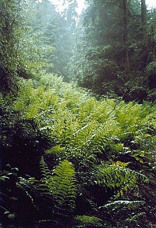 Zbiorowiska ziooroli na terenie rdliskowym pod Kudoniem