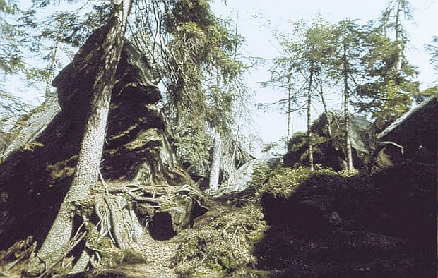 Drzewa na Szczelicu Wielkim rosn wszdzie, gdzie wytworzya si gleba