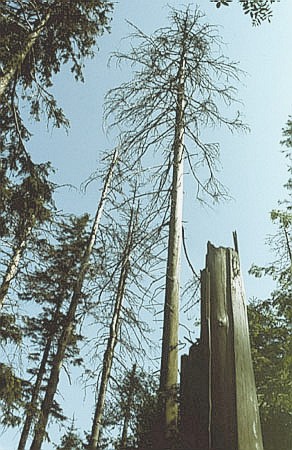 Obumierajce wierki na Szczelicu W