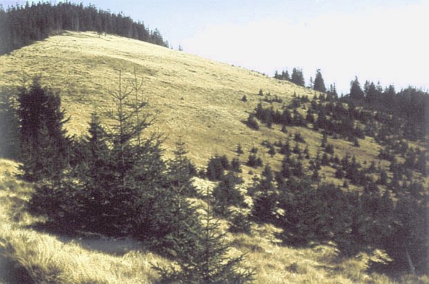 GPN - las wraca na polany