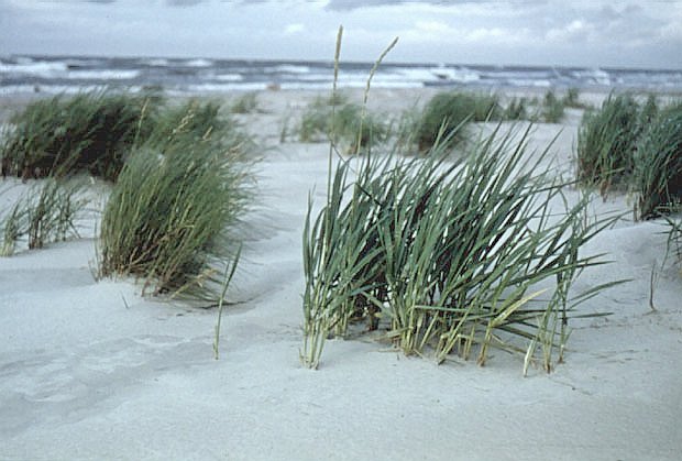 Brzeg wydmowy w Biaogrze