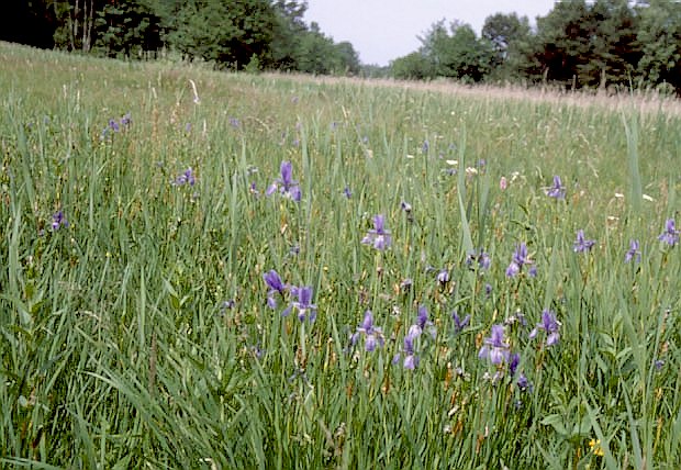 Zmiennowilgotna ka trzlicowa w rezerwacie