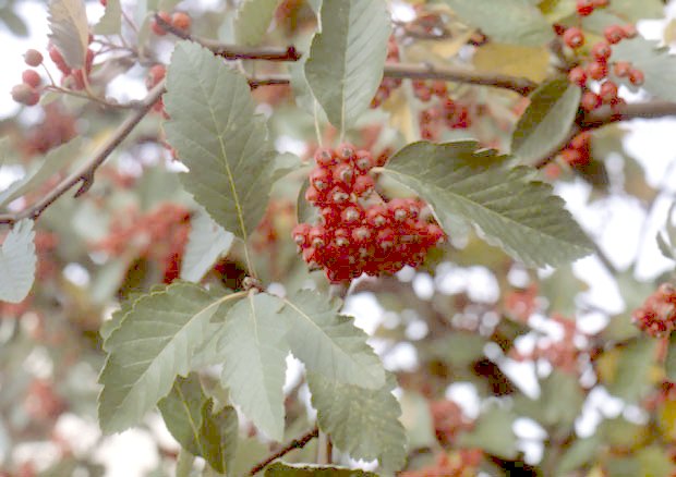 Owocujcy jarzb szwedzki