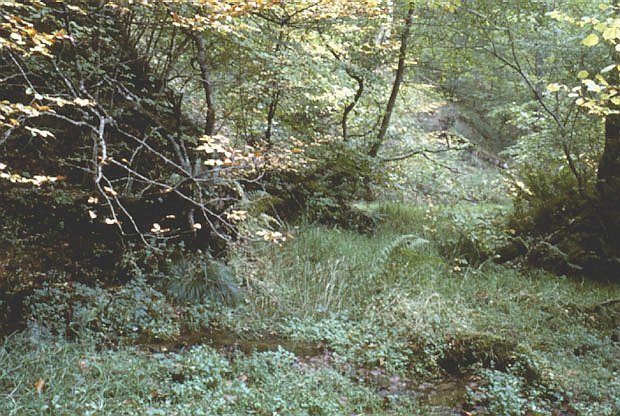 Rezerwat "Staniszewskie Zdroje"