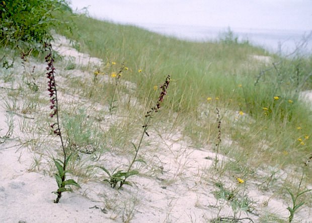 Kruszczyk rdzawoczerwony