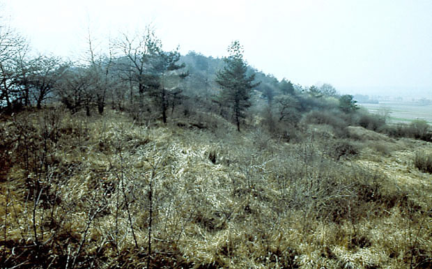 Grzbiet rezerwatu na pocz. lat. 80