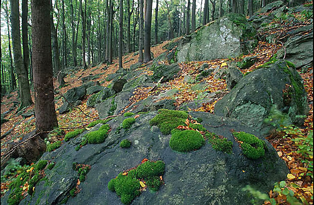 Przecz Jugowska - omszone gazy