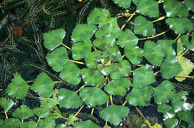 Kotewka orzech wodny