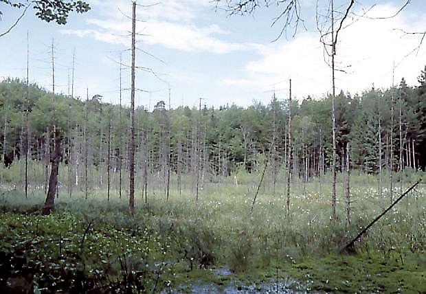 Torfowisko przejciowe w rezerwacie
