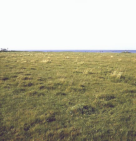 Pastwisko halofityczne