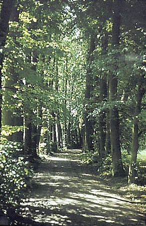 Arboretum w Krniku - aleja