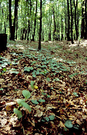 Rezerwat "Michaowiec"