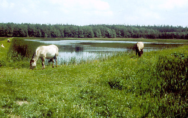 Roztoczaski PN - stawy "Echo" w Zwierzycu