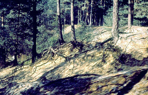 Korzenie odsonite wskutek ''turystycznej'' erozji zbocza