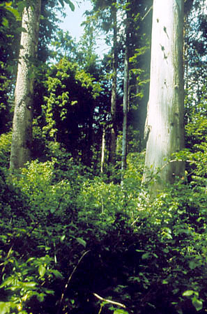 Rezerwat ''Bukowa Gra'' - prowadzi tdy cieka dydaktyczna