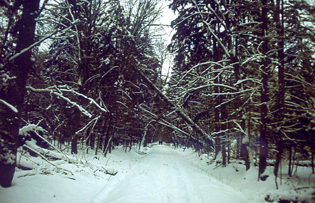 Lasy Puszczy Biaowieskiej