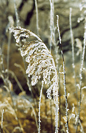 Zmroona trzcina pospolita