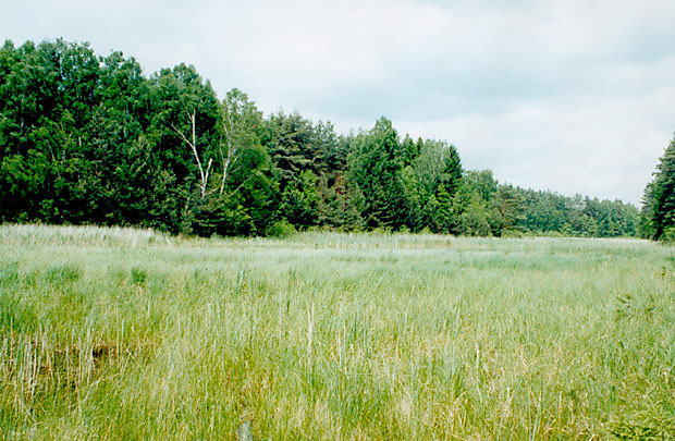 Szuwary nad jeziorem Jele