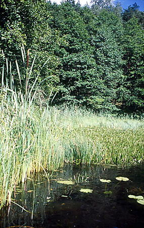 Brzeg jeziora z osok aloesowat