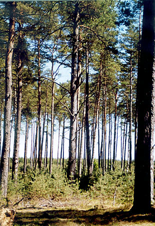 Odnowienia naturalne sosny