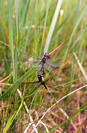 W Parku wystpuj 24 gatunki waek