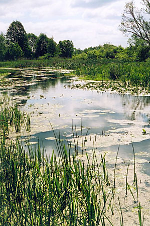 Zbiorowisko rolin wodnych