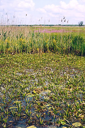 Starorzecze z osok aloesowat i abiciekiem