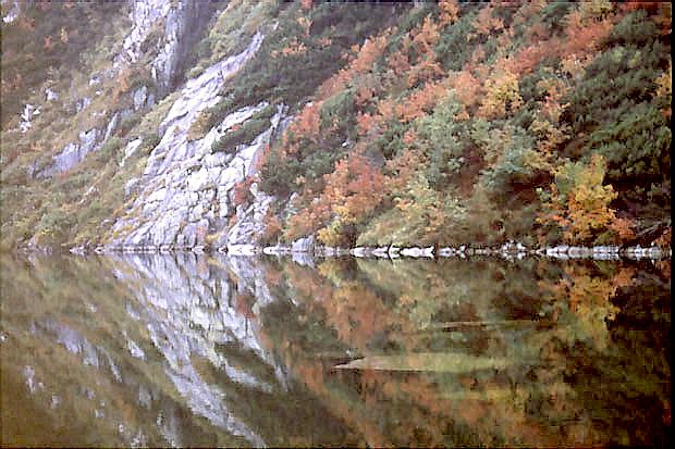 Zarola liciaste Pado-Sorbetum nad Wielkim Stawem