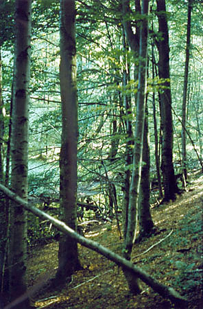 Las na stokach Chryszczatej