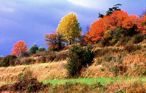 Roztoczaskie miedze jesieni