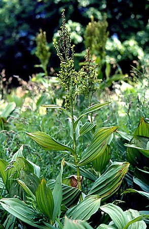 Ciemierzyca (ciemiyca) zielona