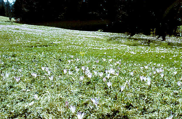 Wiosna - krokusy na hali