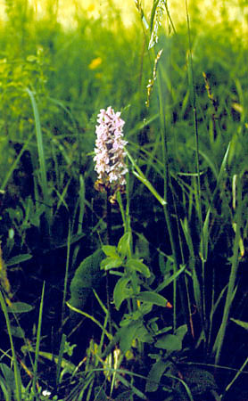 Kukuka (storczyk) Fuchsa