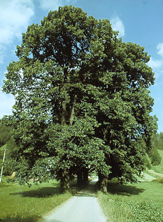 Aleja na Zawodziu w Krocienku - pomnik przyrody