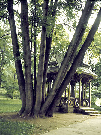 Lipa wielopienna w Parku Zdrojowym w Szczawnicy