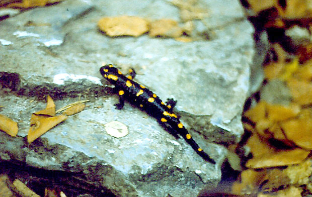 salamandra plamista
