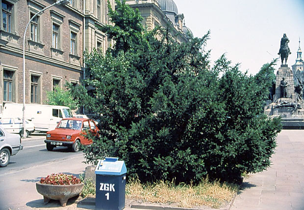 Cis - rolina ozdobna miast