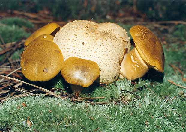 Podgrzybek pasoytniczy