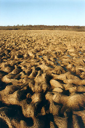 Turzycowisko - wczesn wiosn