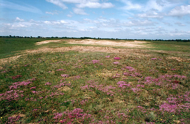 Murawy napiaskowe z macierzank