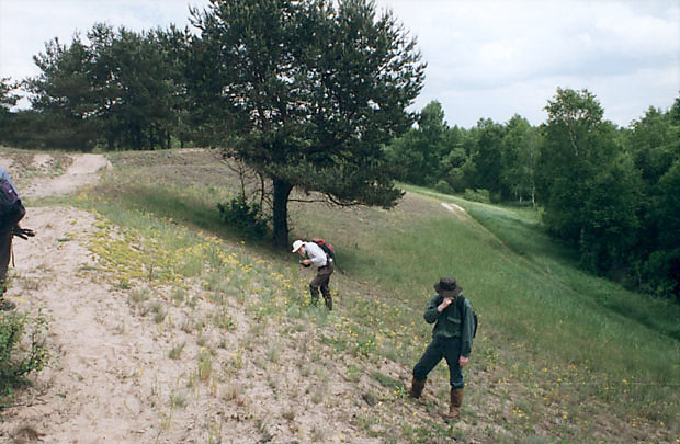 Wydmy w rezerwacie "Czerwone Bagno"
